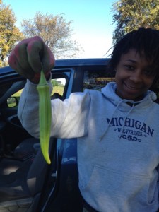 Jessica with one of the largest pieces of okra that I've ever seen courtesy of the Thomas and Wells Community Garden. 
