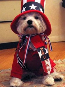 patriotic pup